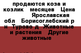 продаются коза и козлик 6 месяцев › Цена ­ 10 000 - Ярославская обл., Борисоглебский р-н, Турово д. Животные и растения » Другие животные   